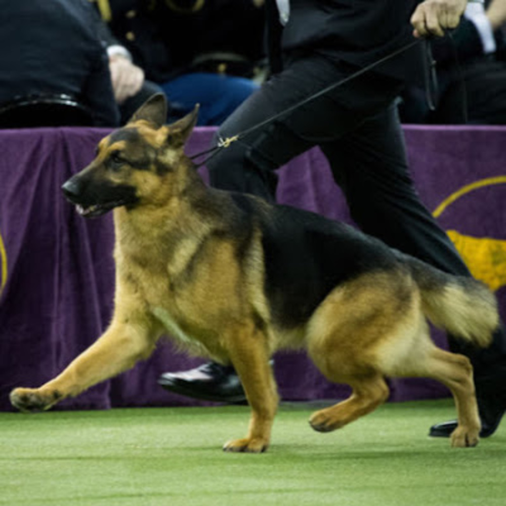 Meet your Posher, Farrah